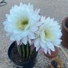 amariesauctions